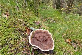 Attēlu rezultāti vaicājumam “Phellodon tomentosus”