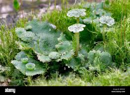 Image result for Marchantia polymorpha