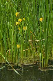 Attēlu rezultāti vaicājumam “Iris pseudacorus leaf”