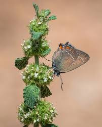 Attēlu rezultāti vaicājumam “Satyrium ilicis”