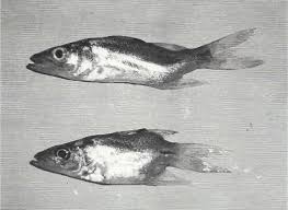 Image result for Centropomus undecimalis