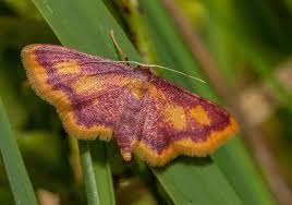 Attēlu rezultāti vaicājumam “Idaea muricata”