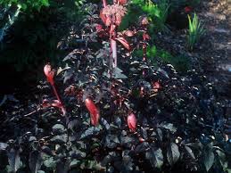 Attēlu rezultāti vaicājumam “Angelica sylvestris fruit”