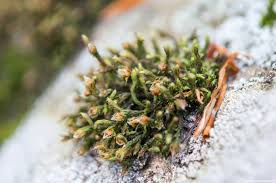 Attēlu rezultāti vaicājumam “Schistidium apocarpum”