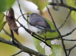 Attēlu rezultāti vaicājumam “Passeriformes”