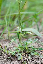 Attēlu rezultāti vaicājumam “Silene otites”
