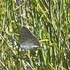 Attēlu rezultāti vaicājumam “Lycogala sphaeroconicum young”