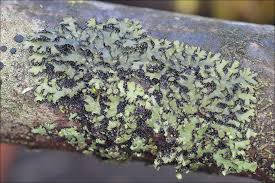 Attēlu rezultāti vaicājumam “Physconia distorta”