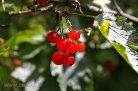 Attēlu rezultāti vaicājumam “Ribes rubrum”