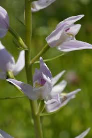 Attēlu rezultāti vaicājumam “Cephalanthera longifolia”