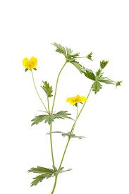 Attēlu rezultāti vaicājumam “Potentilla erecta flower”
