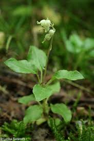 Attēlu rezultāti vaicājumam “Orthilia secunda fruit”