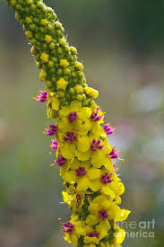 Image result for Verbascum nigrum