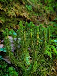 Attēlu rezultāti vaicājumam “Huperzia selago”