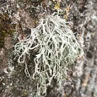 Attēlu rezultāti vaicājumam “Didymium spongiosum spores”