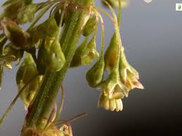 Attēlu rezultāti vaicājumam “Rumex aquaticus fruit”
