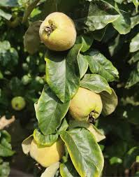 Attēlu rezultāti vaicājumam “Cydonia oblonga fruit”