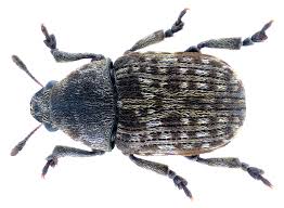Image result for Coleoptera Curculionoidea