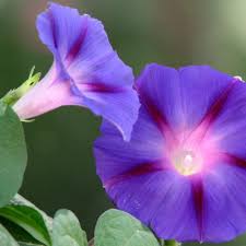 Image result for Ipomoea purpurea