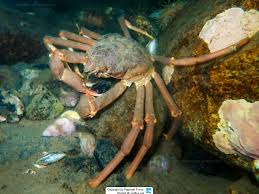 Image result for Hyas araneus