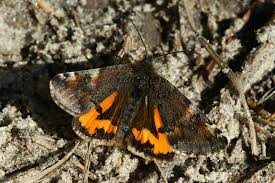 Attēlu rezultāti vaicājumam “Archiearis parthenias”