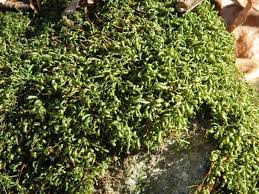 Attēlu rezultāti vaicājumam “Homalia trichomanoides”