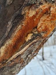 Attēlu rezultāti vaicājumam “Sarcodontia crocea”