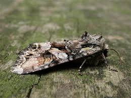 Attēlu rezultāti vaicājumam “Lacanobia contigua larva”