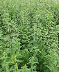 Attēlu rezultāti vaicājumam “Campanula glomerata leaf”