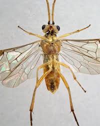 Attēlu rezultāti vaicājumam “Euura acutifoliae”