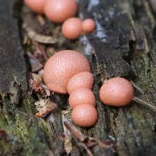 Attēlu rezultāti vaicājumam “Lycogala irregulare young”