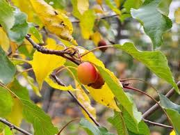 Attēlu rezultāti vaicājumam “Malus prunifolia”