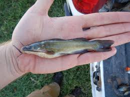 Image result for Ameiurus melas