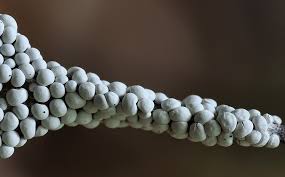 Attēlu rezultāti vaicājumam “Diderma testaceum”