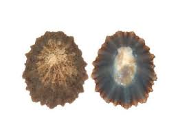 Image result for Schedophilus ovalis