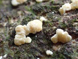 Attēlu rezultāti vaicājumam “Hypocrea gelatinosa”