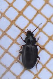 Attēlu rezultāti vaicājumam “Tachyta nana”