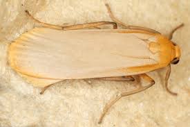 Attēlu rezultāti vaicājumam “Eilema depressa”