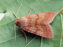 Attēlu rezultāti vaicājumam “Agrochola helvola”