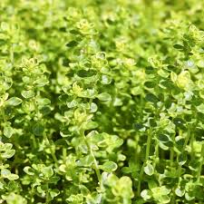 Image result for Thymian