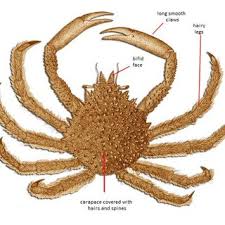 Image result for Maja brachydactyla