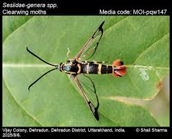 Attēlu rezultāti vaicājumam “Sesiidae”