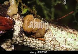 Attēlu rezultāti vaicājumam “Myxarium nucleatum”