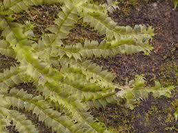 Attēlu rezultāti vaicājumam “Lophocolea coadunata”