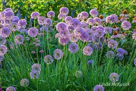 Attēlu rezultāti vaicājumam “Allium holandicum”