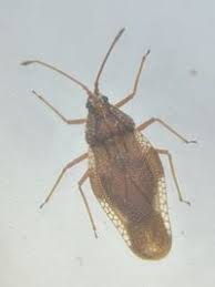 Attēlu rezultāti vaicājumam “Physatocheila smreczynskii”