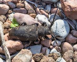 Attēlu rezultāti vaicājumam “Lamia textor”