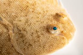 Image result for Solea solea