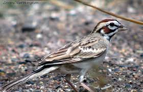 Image result for Chondestes grammacus