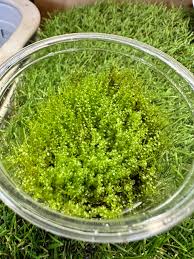 Attēlu rezultāti vaicājumam “Plagiomnium affine”